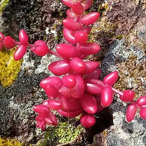 Arcamyrtus , Alghero Italien